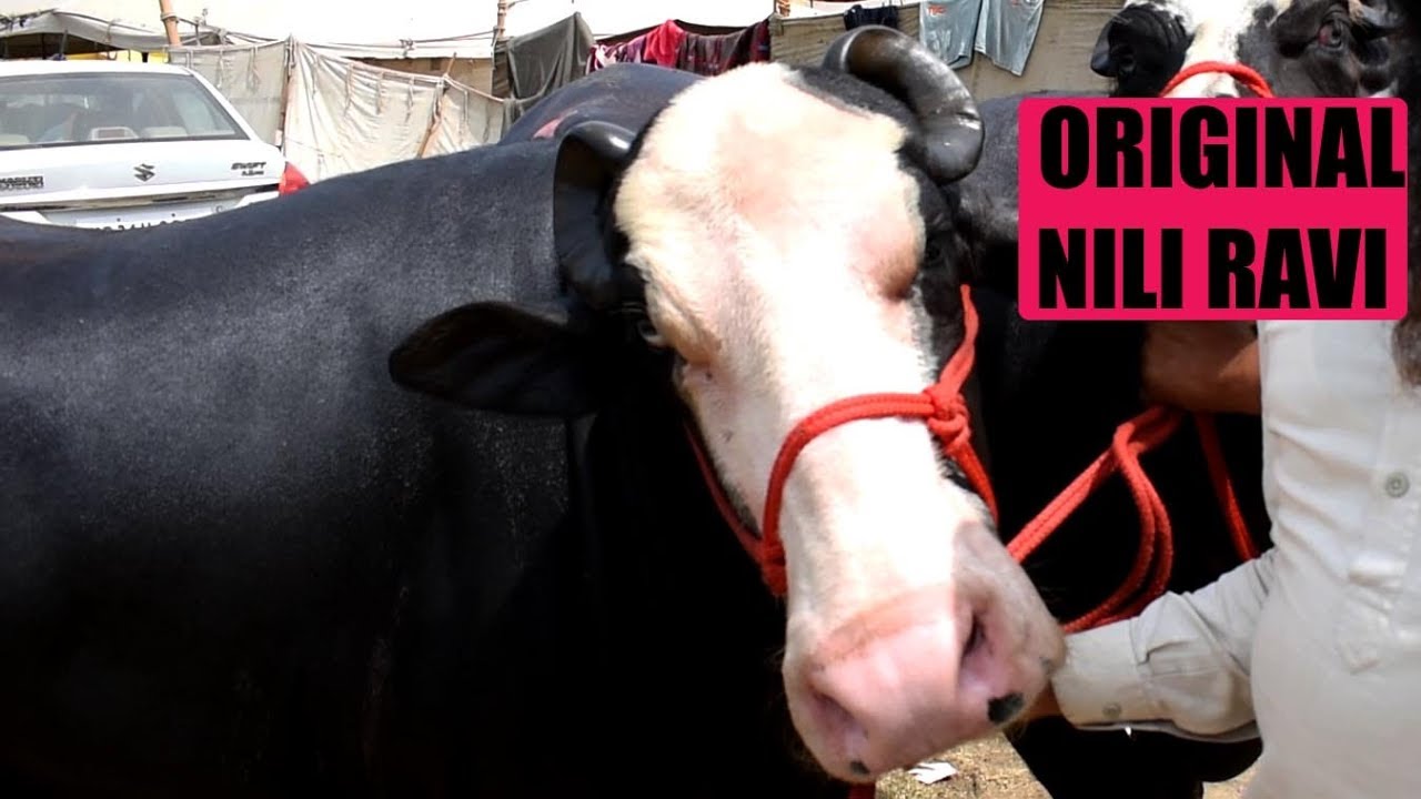 Top Quality Nili Ravi Buffalo Pair at Vallah Mandi Amritsar April 2019