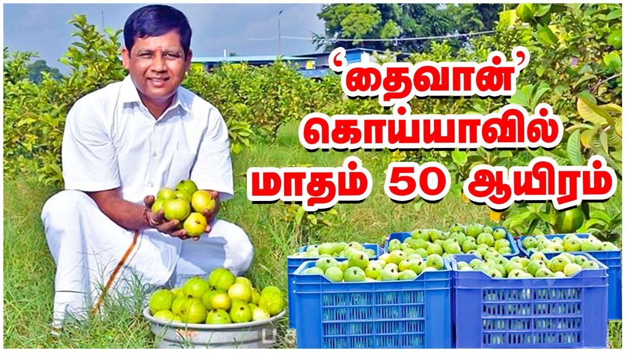 'மாதம் 50 ஆயிரத்துக்கும் மேல் வருமானம்' - தைவான் கொய்யாவில் சத்தான லாபம்! Guava Cultivation