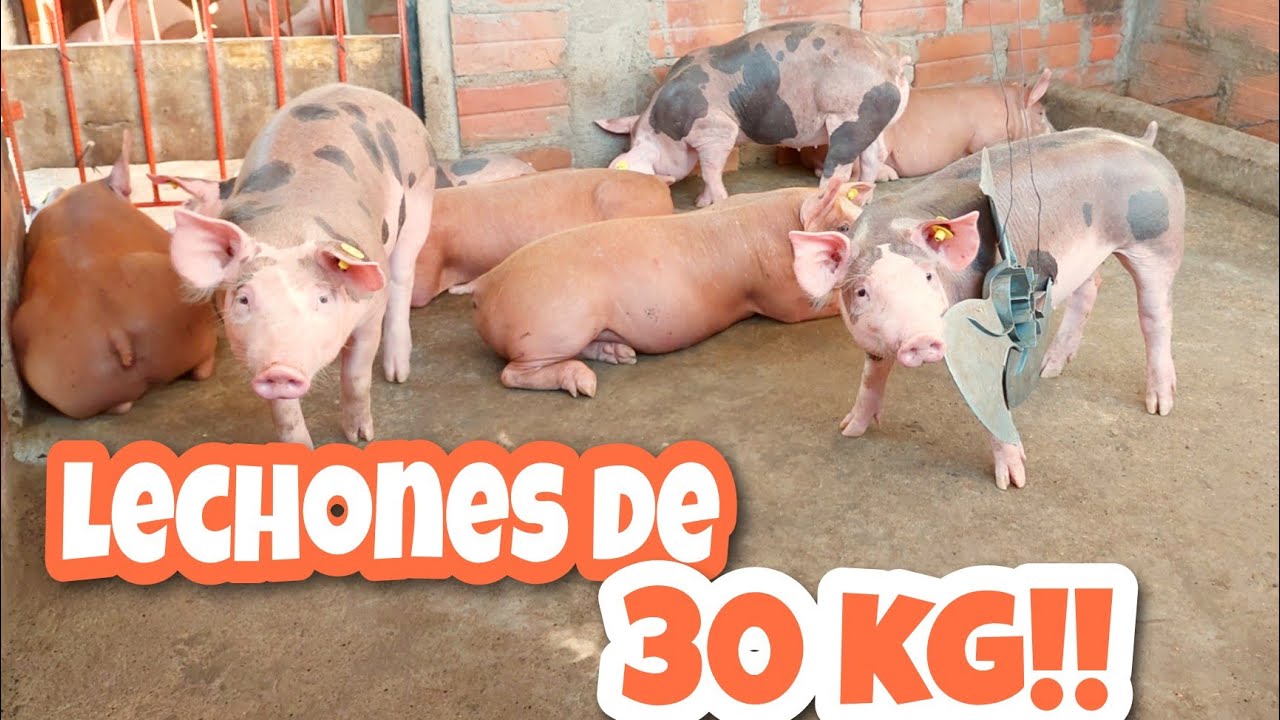 Antes de criar LECHONES mira este video!🐷🐷🐷 Tips para la crianza de CERDOS 🐷🐷🐷