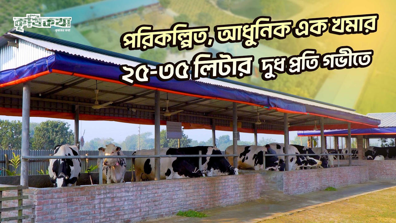 ২৫ ৩৫ লিটারের গাভী এই খামারে। পরিকল্পিত আধুনিক খামার। আস্থা এগ্রো ফার্ম
