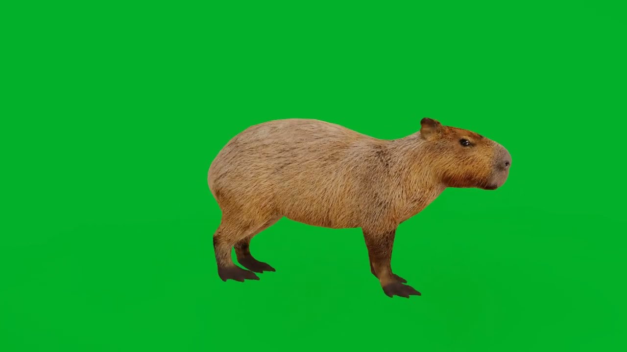Capybara