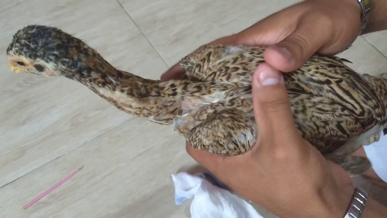O que fazer com uma galinha ou ave que quebrou a perna ou a asa? aprenda passo a passo nesse vídeo!!