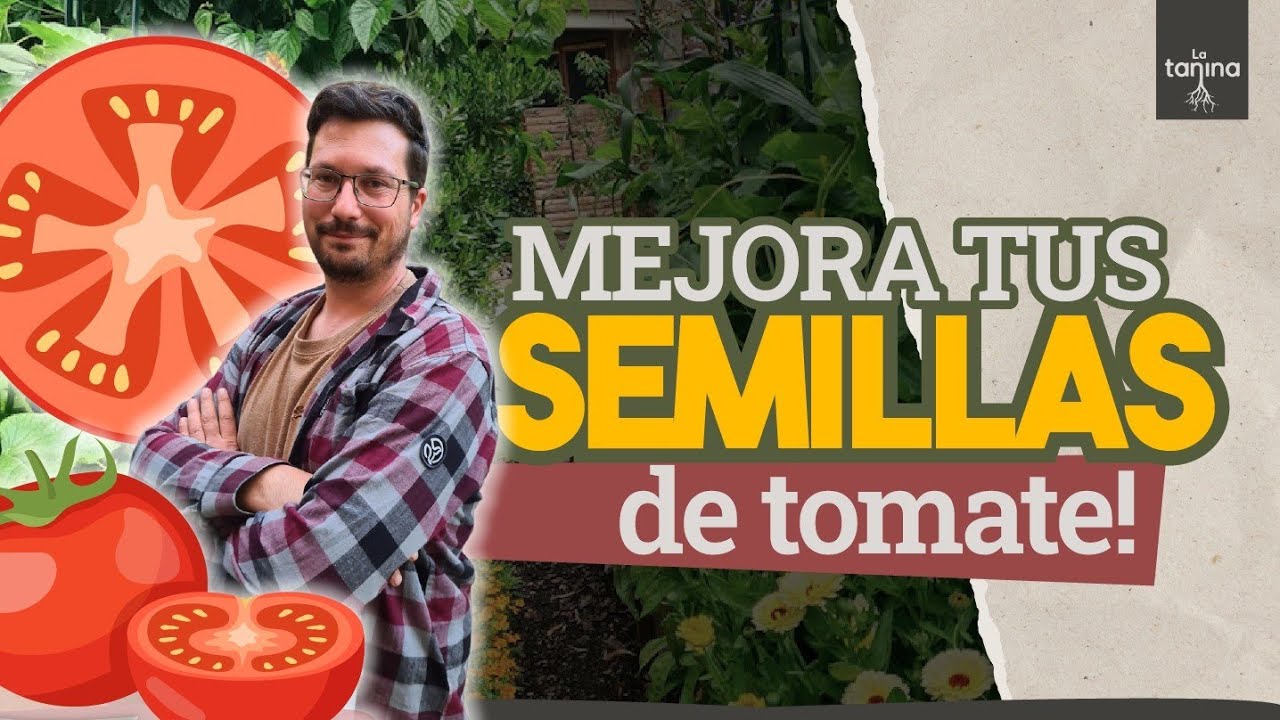 Guía COMPLETÍSIMA de las semillas de TOMATE