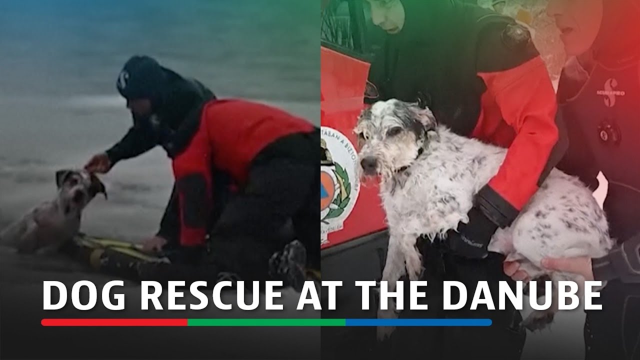 Dog rescued from ice-covered Danube in Budapest | ABS-CBN News
