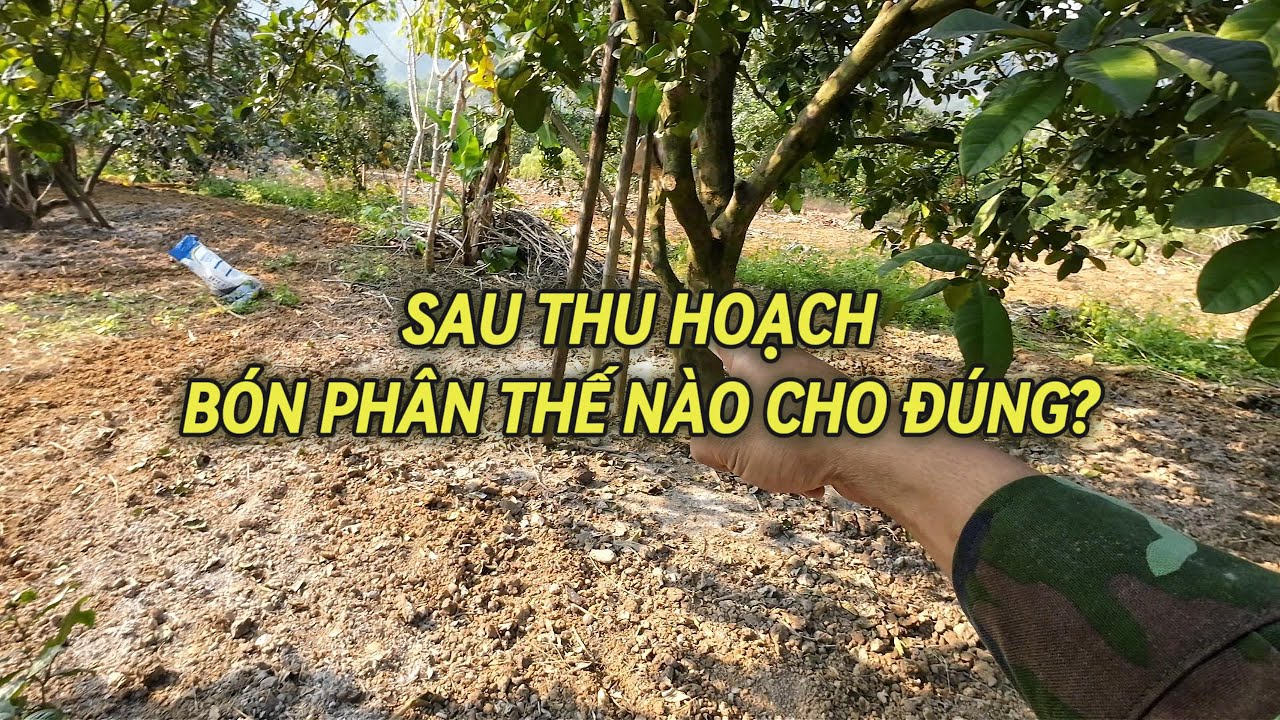 👉 Sau thu hoạch bưởi đường già bón phân thế nào? Cày gốc – kích rễ – phun lá đúng kỹ thuật