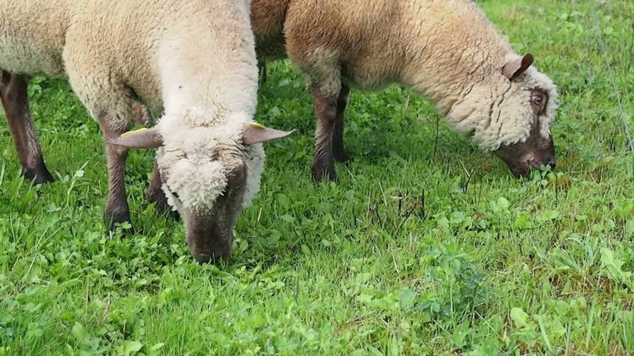 Le pâturage cellulaire en ovin