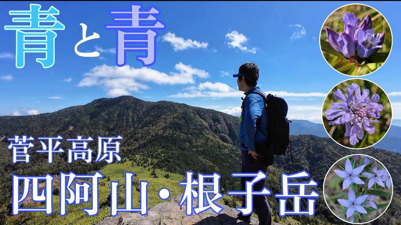 青空と秋の花の、青と青！【四阿山・根子岳＋ダボスの丘】菅平高原に聳える名峰と花の名所を巡ります！（2025/9/27）
