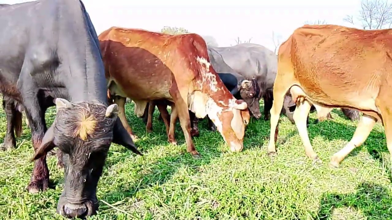 برسیم Feed rain to increase milk production