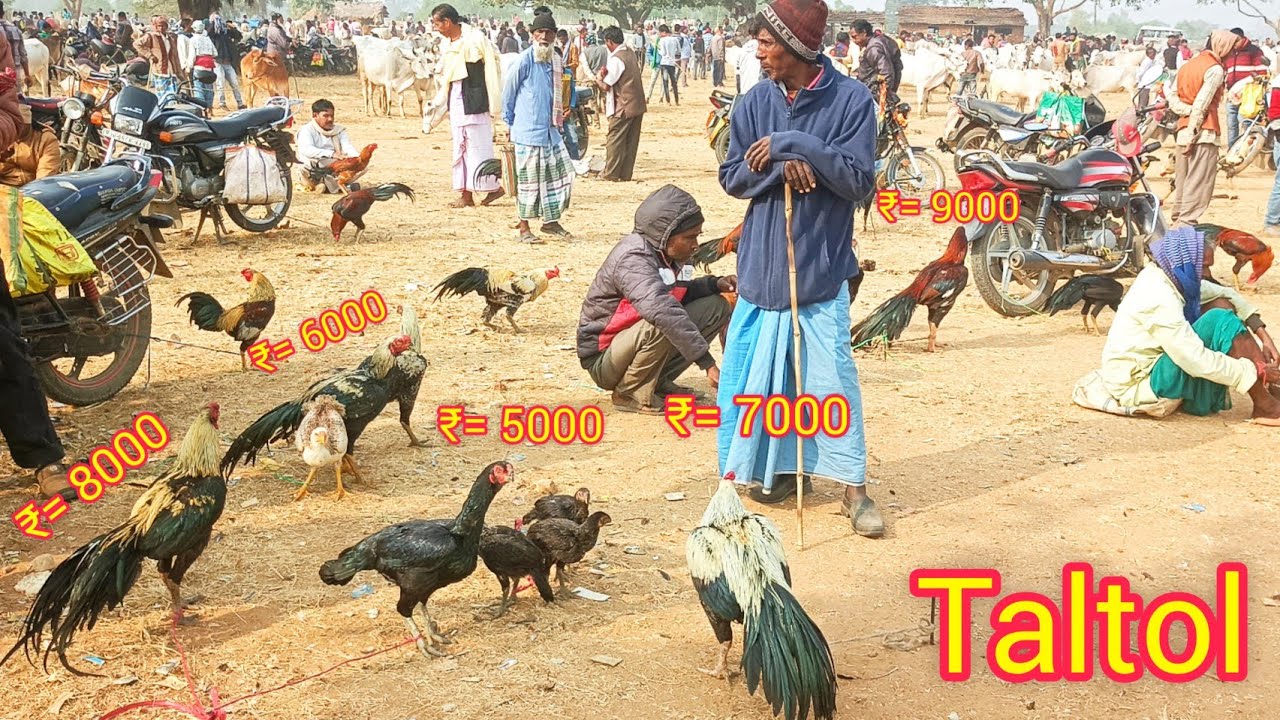 Taltol aseel murga market || Taltol murga market