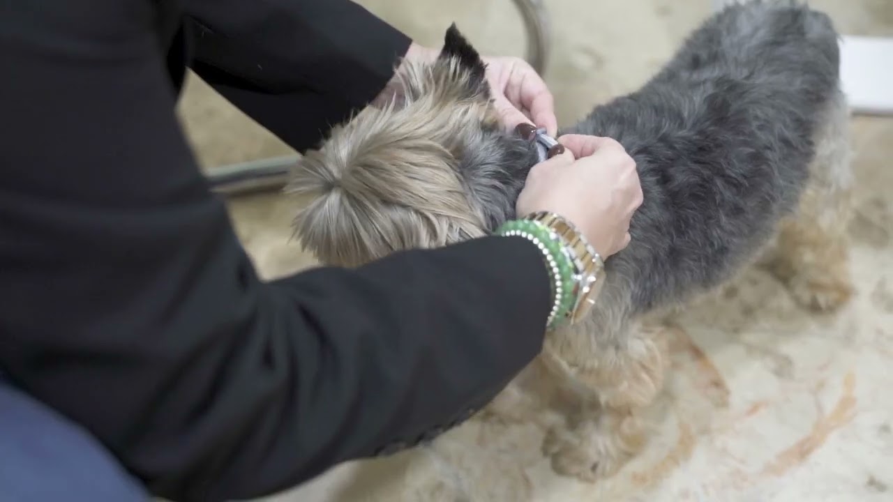 Especialistas en Medicina Interna Veterinaria – Traqueomalacia y stent traqueal en perros