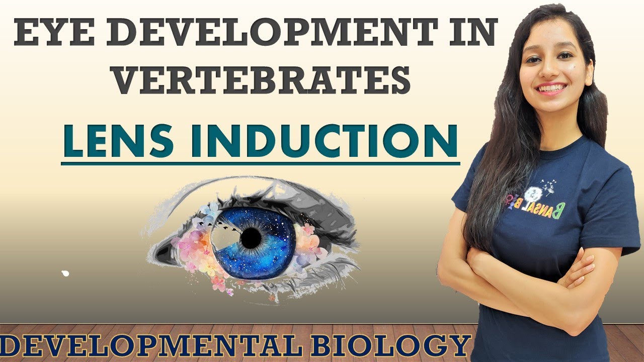 Eye Development In Vertebrates I EYE LENS INDUCTION I Developmental Biology I Lens Formation