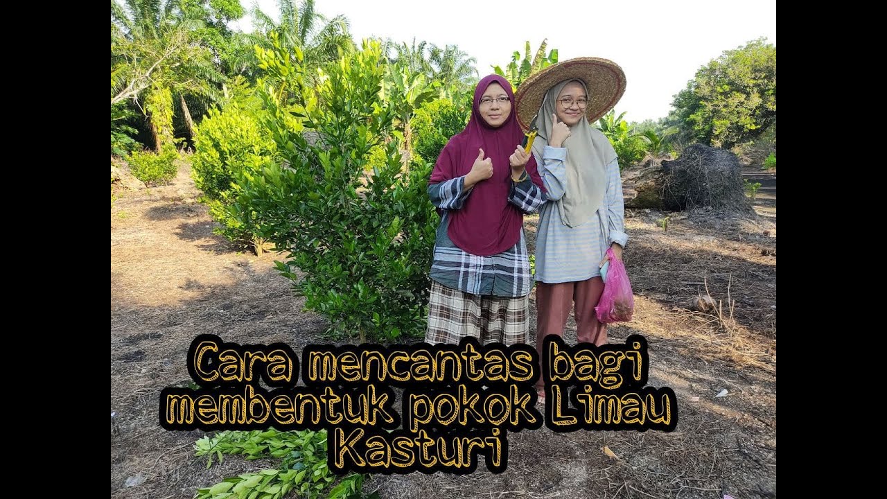 Cara mencantas bagi membentuk pokok limau Kasturi