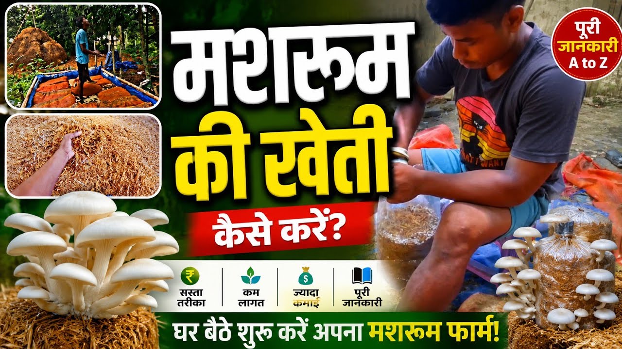 Oyester mushroom 🍄 packaging #Farming.in assam