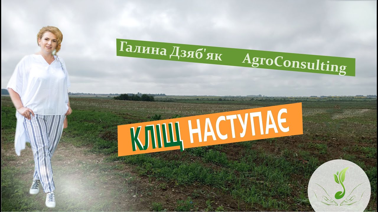 Основні помилки захисту сої від павутинного кліща