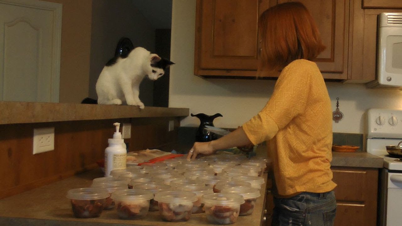 How to Prepare a Raw Diet for Cats