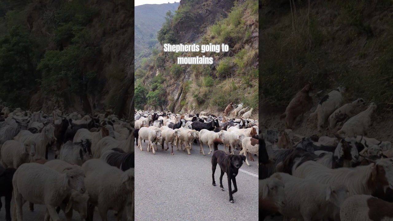 Shepherds going to mountains with their herd || Nomadic Life