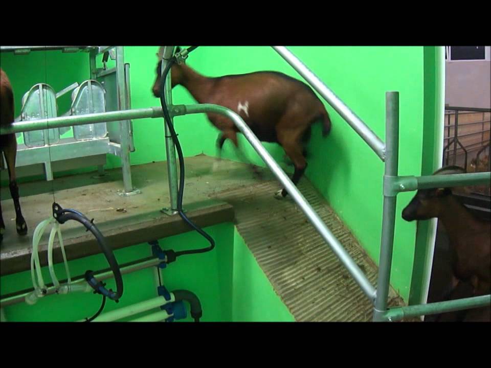 Sala mungitura capre 12 posti SAC - SARTORE.wmv