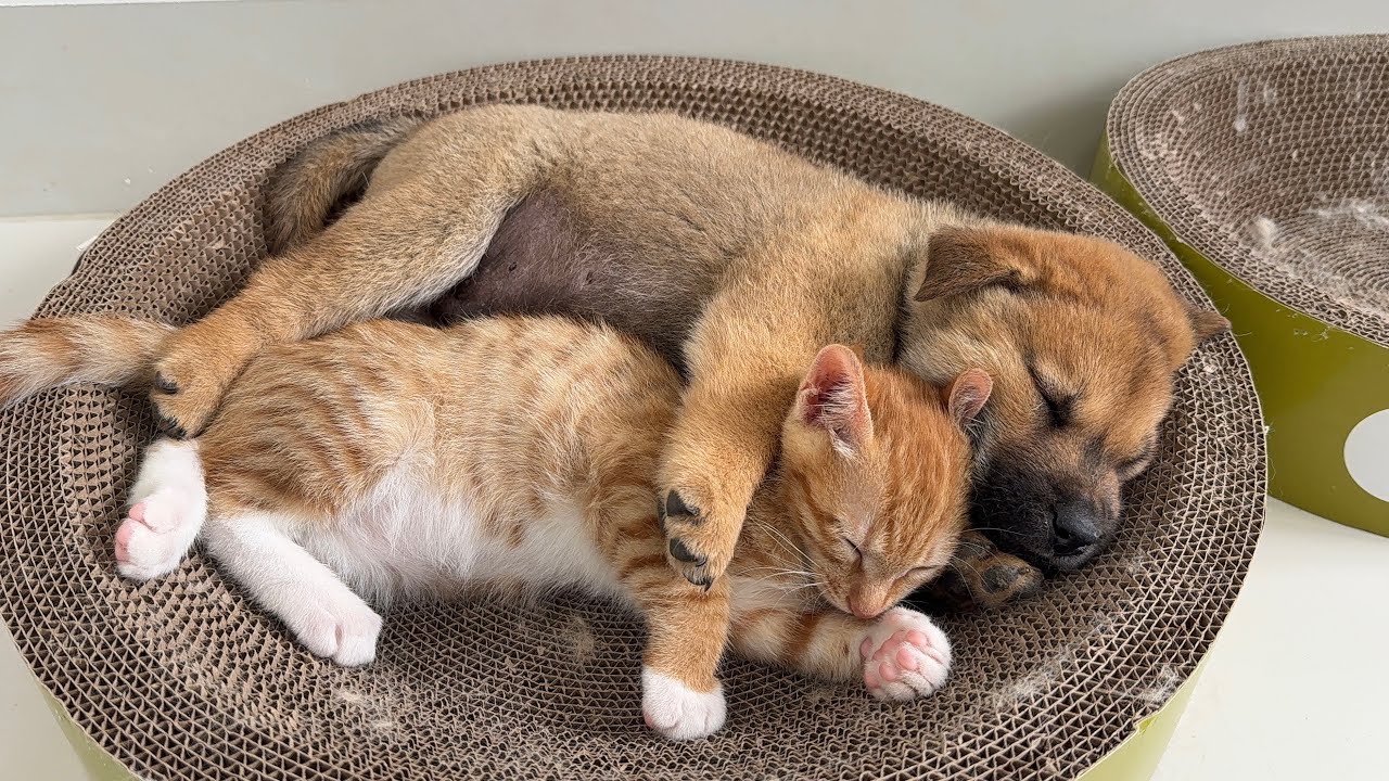 Puppy:I hug the kitten tightly while I sleep because I'm afraid it will run away!Invading cat's nest