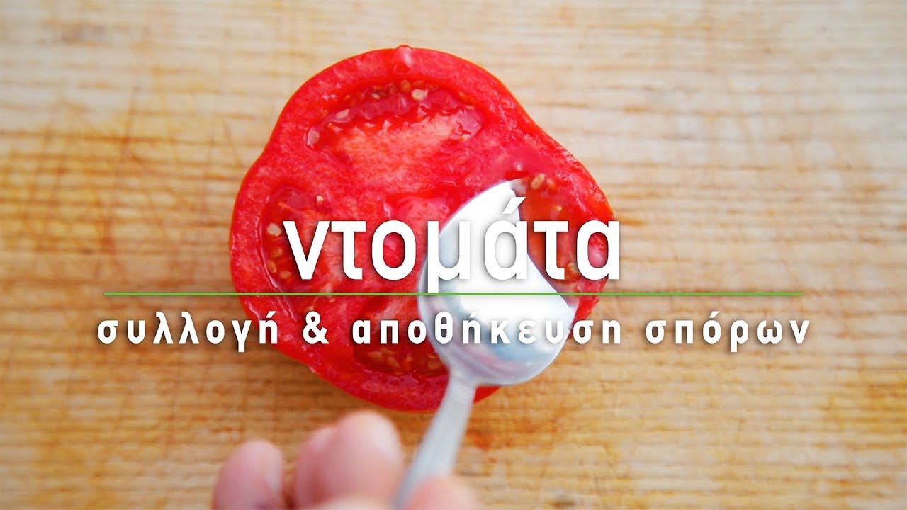 🍅 Πώς κρατάμε σπόρους ντομάτας - Τα Μυστικά του Κήπου