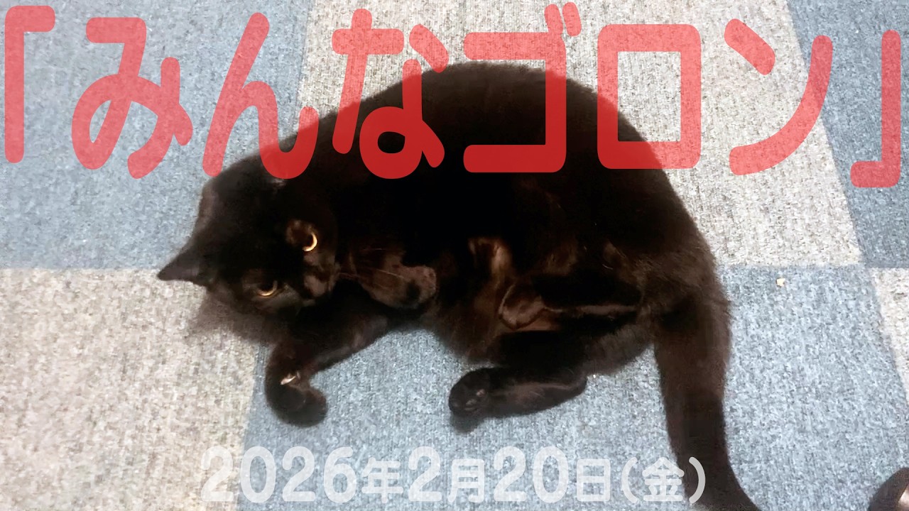 我が家の猫たち「みんなゴロン」2026年2月20日(金) 