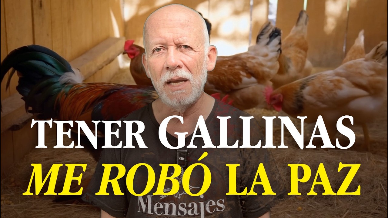 Unas gallinas me hicieron perder la paz