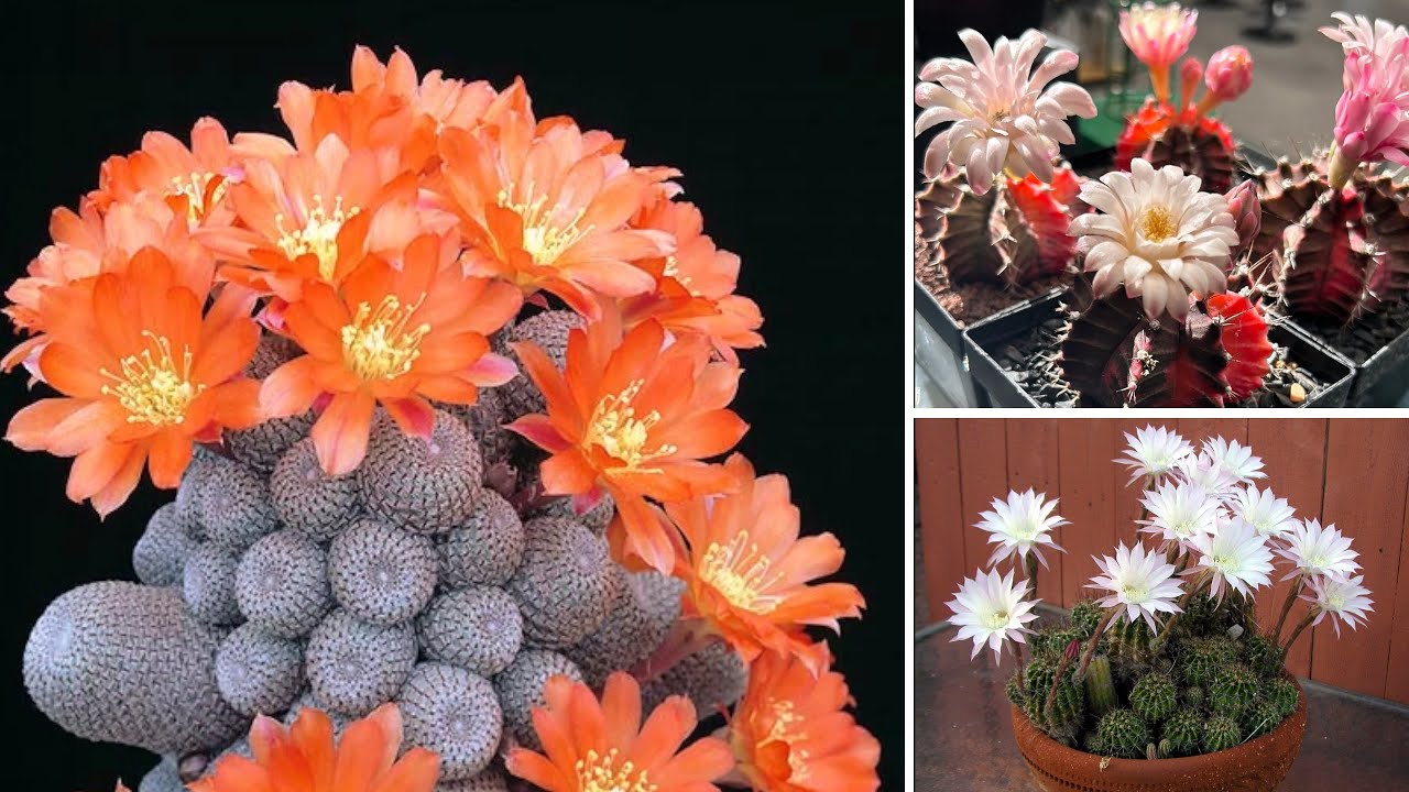 5 Piante Grasse con Fiori Mozzafiato: Sembrano Finte!