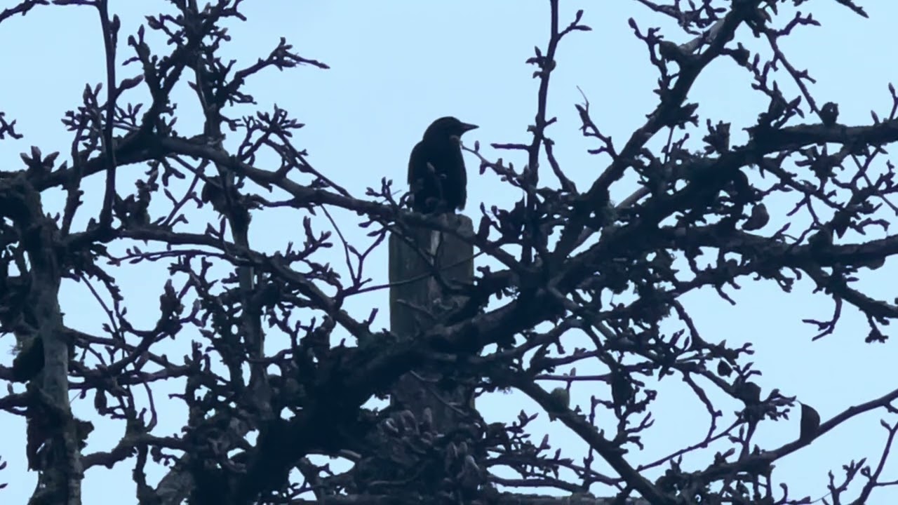 Crow standing on wooden pole and looking around