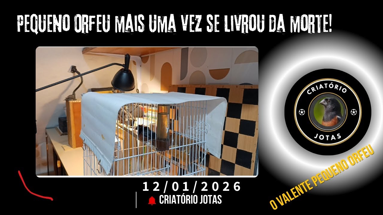 Deixei o Pequeno Orfeu junto com a Valquiria, olha o que aconteceu!