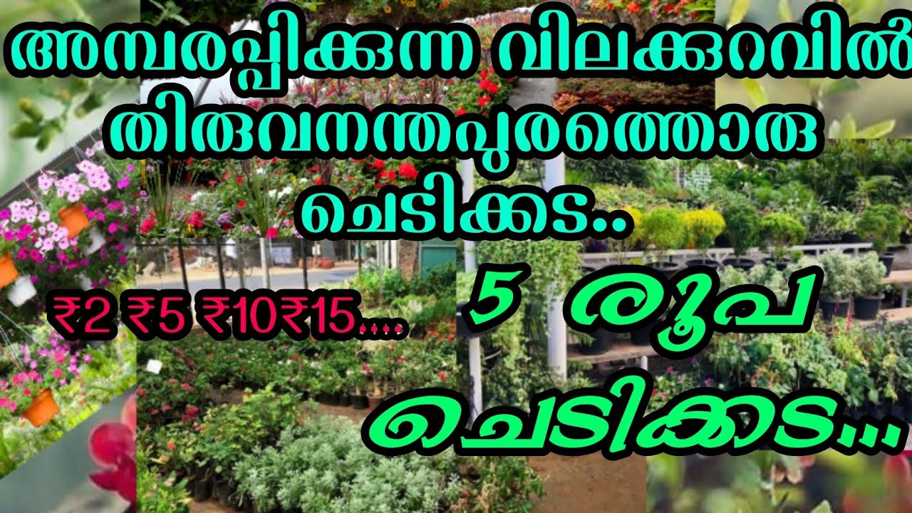 അമ്പരപ്പിക്കുന്ന വിലക്കുറവിൽ ചെടിയമ്മയുടെ ചെടിക്കട | Amazing  Low price Garden in Trivandrum #garden