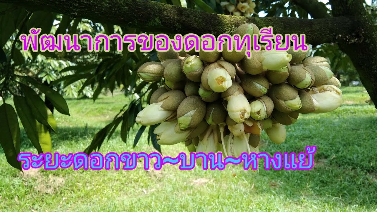 LP-EP13   การออกดอกของทุเรียน ดอกระยะหัวกำไล ดอกขาว ดอกบาน ผสมเกสร หางแย้