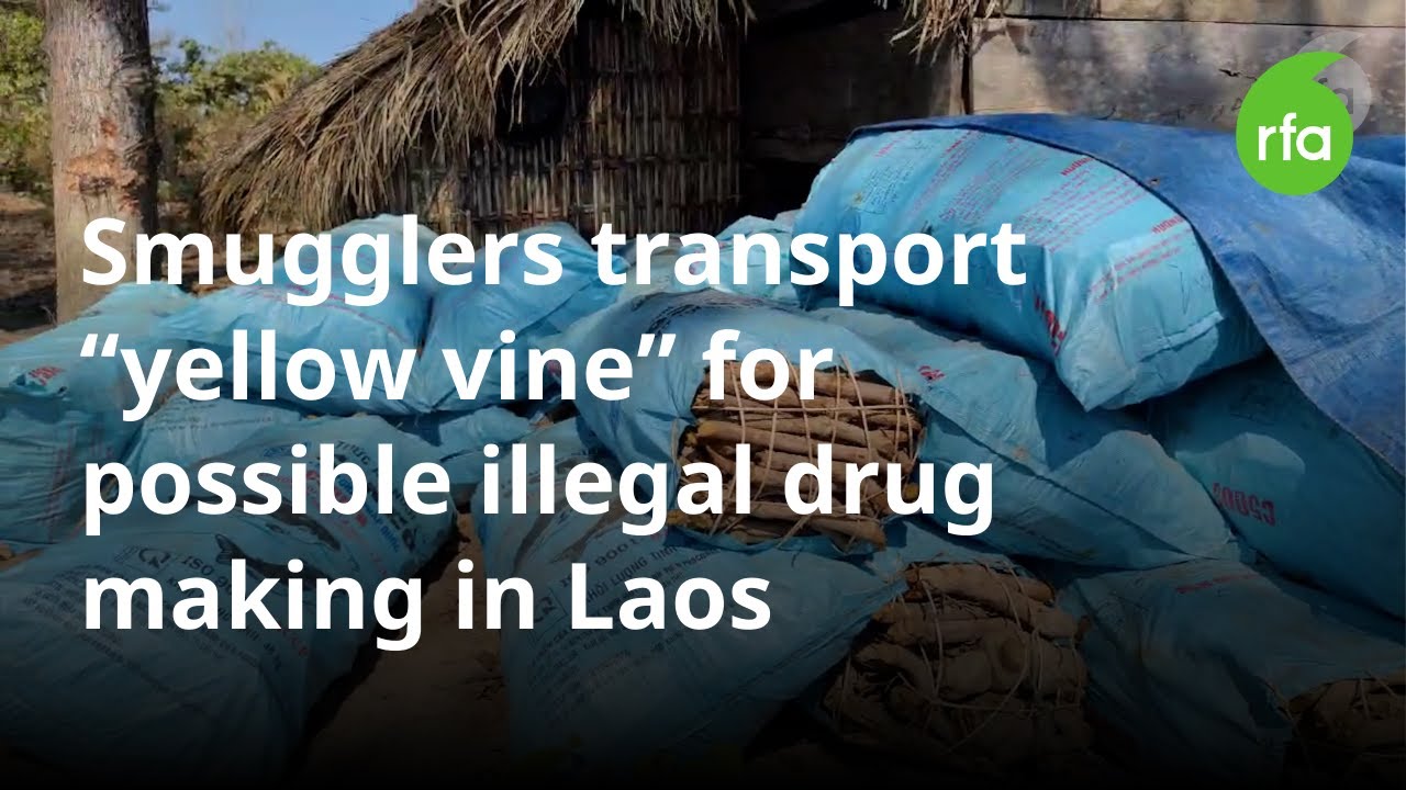 Video shows smugglers transporting &ldquo;yellow vine&rdquo; out of national park in Cambodia