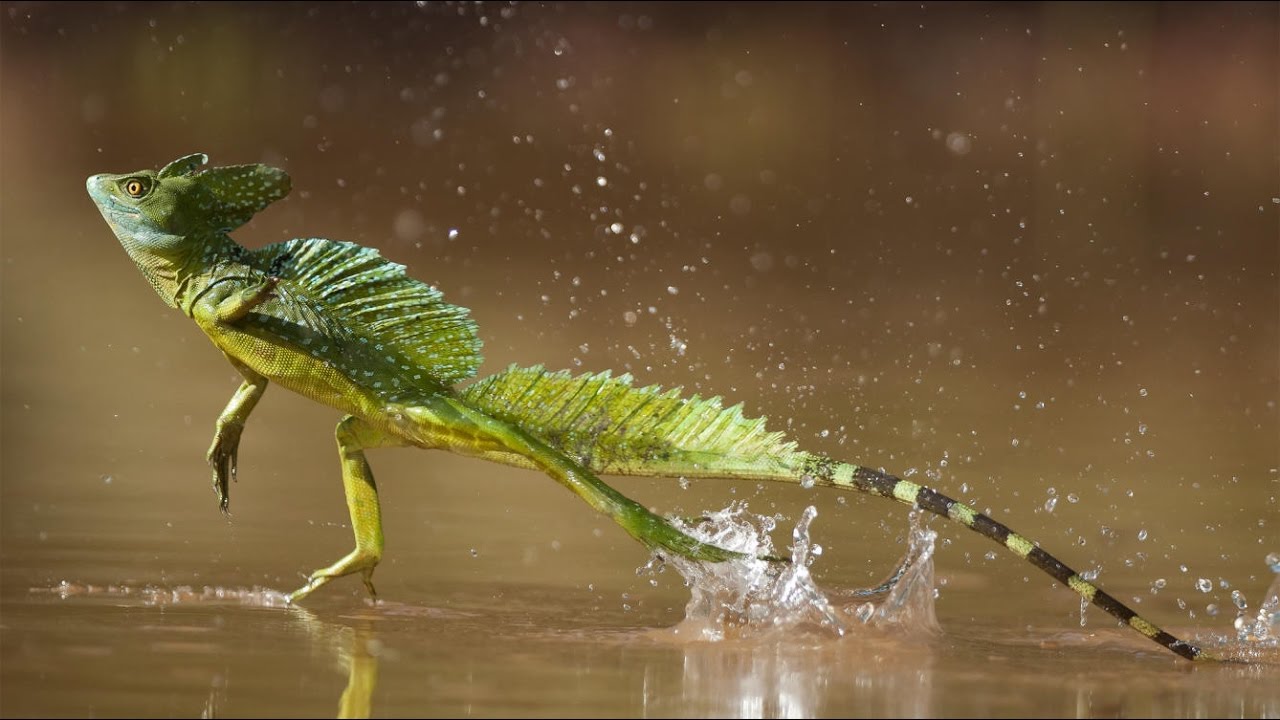 Correr sobre el agua -Lagarto basilisco