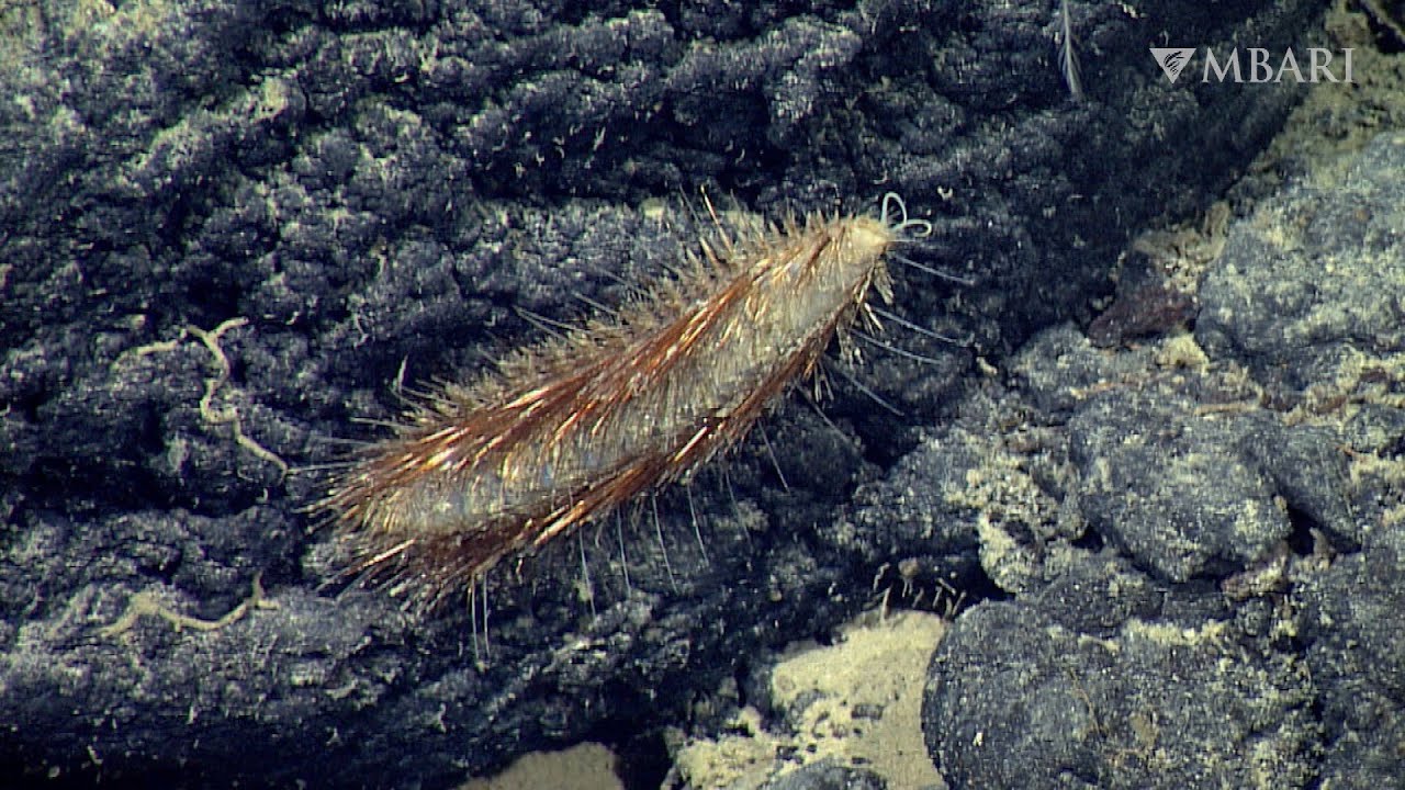 The golden sea mouse uses brilliant bristles to thrive in the deep sea