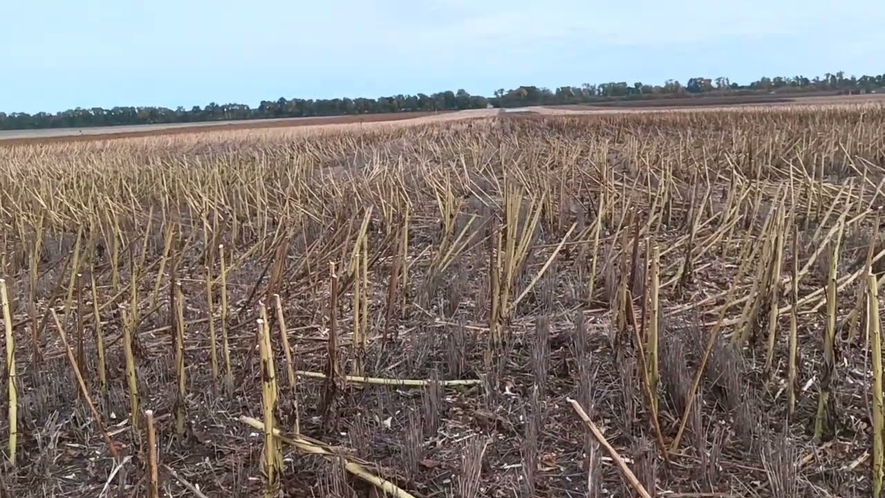 2025.09.28 🌻Сайберік в умовах Ноу-Тілл 