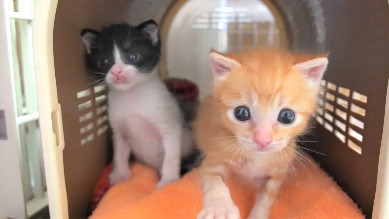 警察署に持ちこまれた生後３週の子猫を引き取ってきました【保護子猫】abandoned kittens