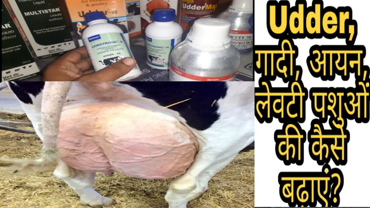 Udder, गादी, आयन, लेवटी पशुओं की कैसे बढ़ाएं? How increase Udder Of Animals