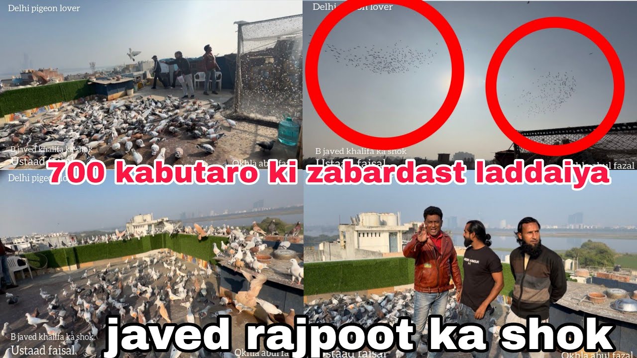 700 kabutar ki zabardast laddaiya hydrabadi kabutaro ki abul fazal javed rajput ka shok