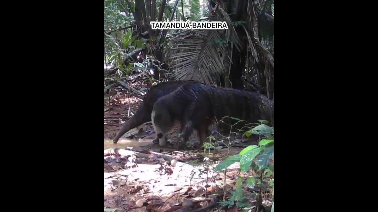 Animais da Amaz&ocirc;nia Brasileira em V&iacute;deo Natural &mdash; Floresta Amaz&ocirc;nica por Dentro
