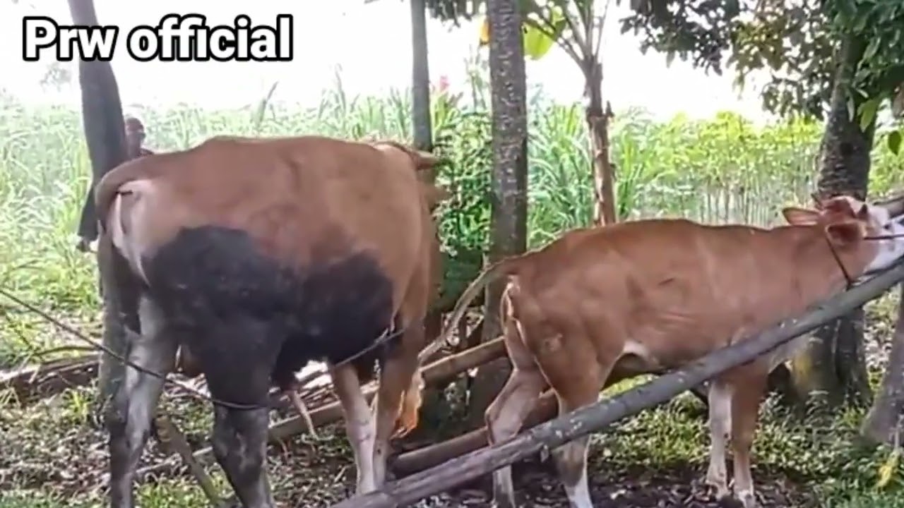 Jejak Petualang Perkawinan Sapi Alami MARLBORO vs LIMOUSIN