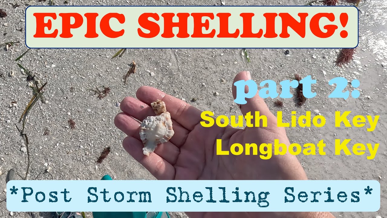 EPIC SHELLING Post Idalia at LIDO Key Longboat Key Part 2 of 4
