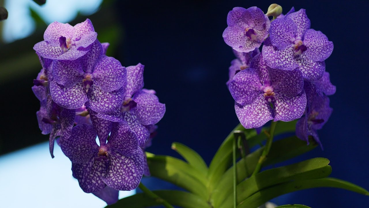 つくば蘭展　筑波実験植物園　Tsukuba Orchid Exhibition  Tsukuba Botanical Garden
