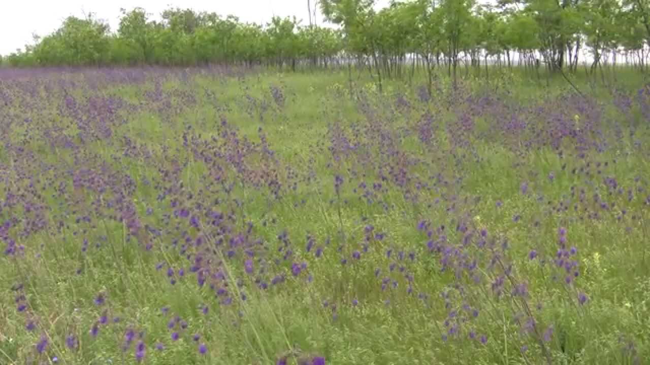 Шалфей поникающий (Salvia nutans)