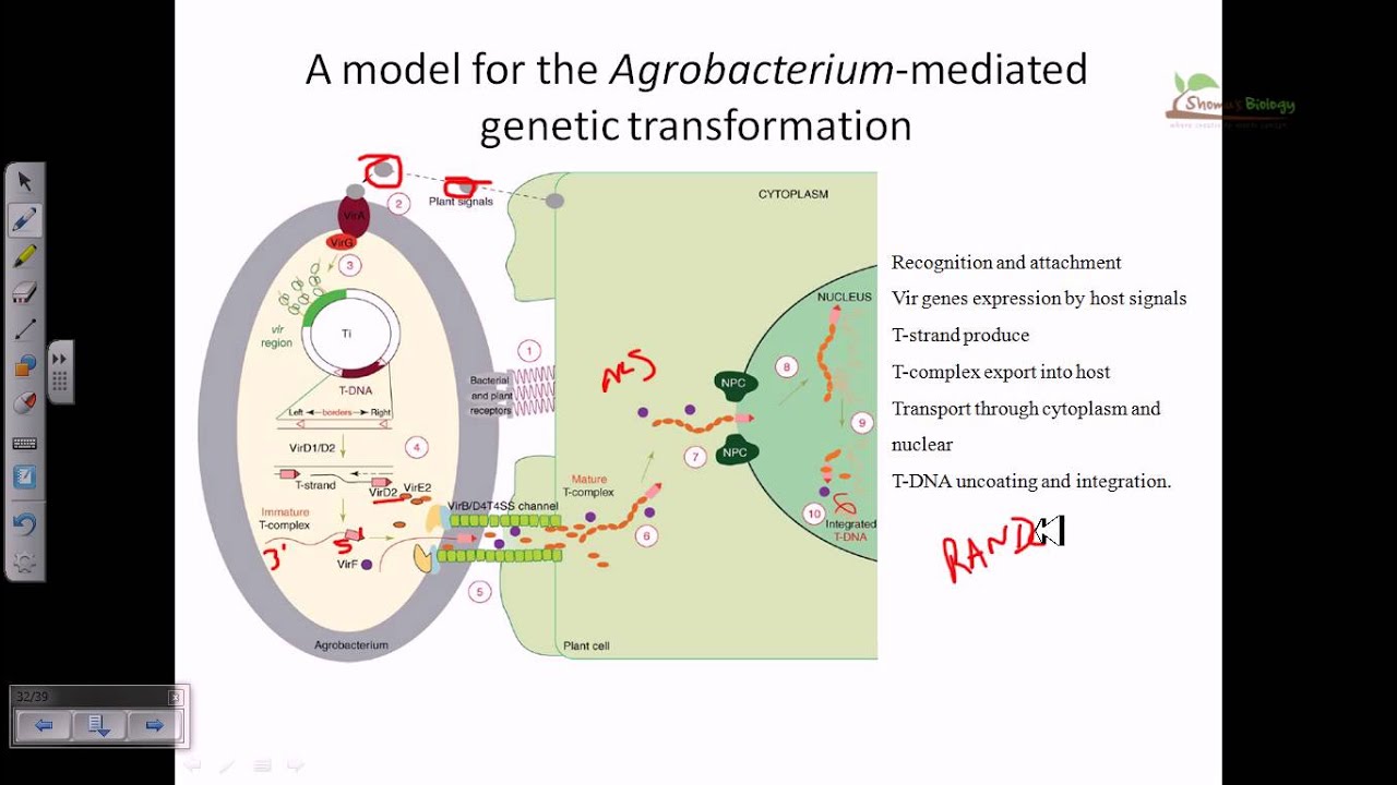 Трансформация генов у растений, опосредованная Agrobacterium