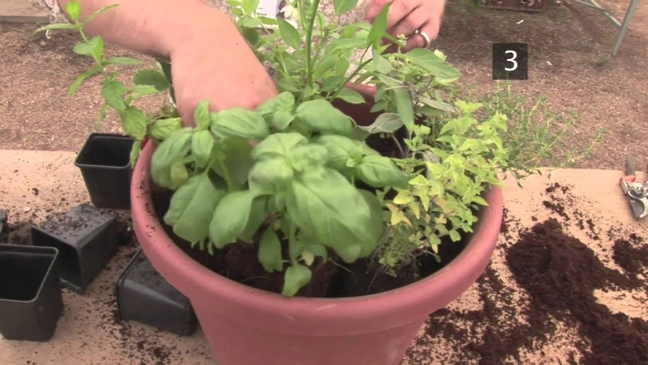 How to Grow Your Own Herb Plants