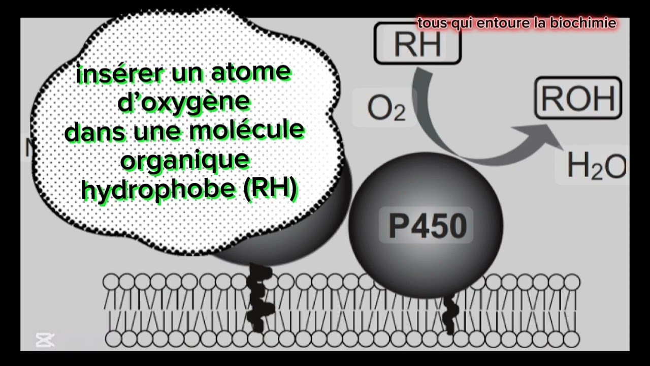 Cytochrome p450 le pouvoir cachet de notre d&eacute;toxification (localisation, m&eacute;canisme d'action)