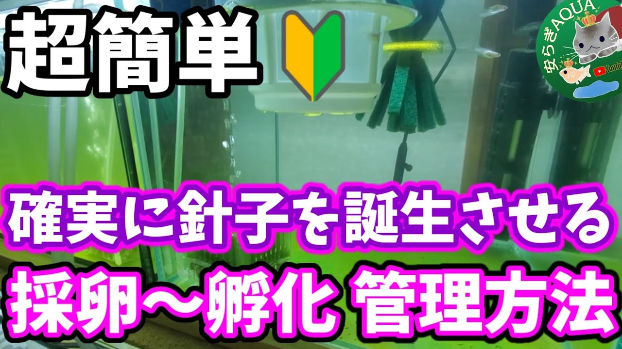 超簡単！メダカの採卵から孵化までの管理方法【アクアリウム】冬場は室内飼育で楽しむ(*^^*)GEXメッシュ丸型を使います。安らぎAQUAちゃんねる