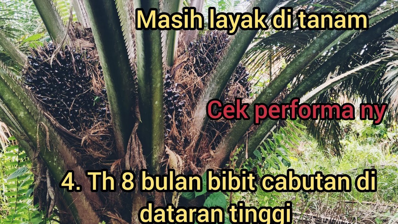 Lihat yang terjadi bibit marihat kw di lahan  perbukitan; ini dampak ny!