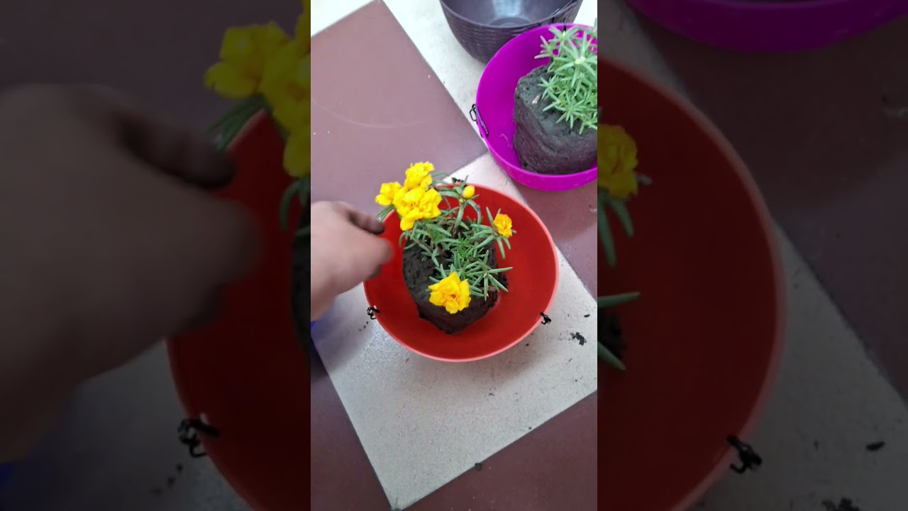 @gardeningchannel @terracegardening #terracegarden do subscribe nd like comment share