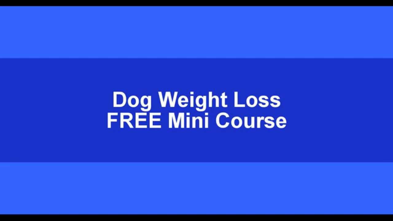 Daily calorie intake for Dogs- FREE Calorie Calculator-calorie counter
