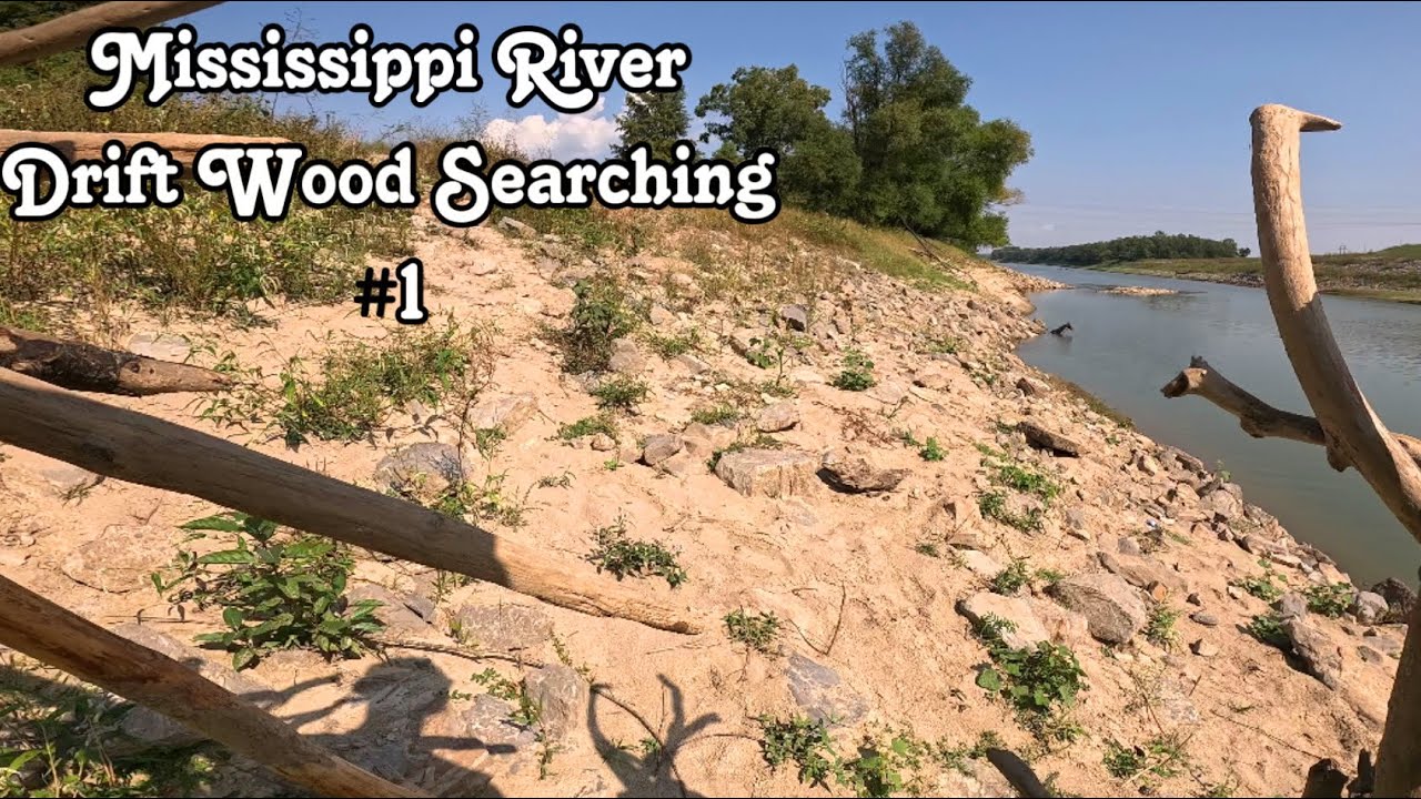 Finding Unique Drift Wood In The Mississippi Canal